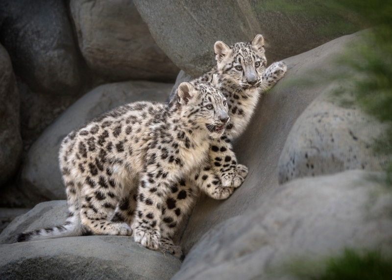 6_Snow Leopard Cubs 1st Day on Exhibit by Jamie Pham 6_Snow Leopard Cubs 1st Day on Exhibit by Jamie Pham