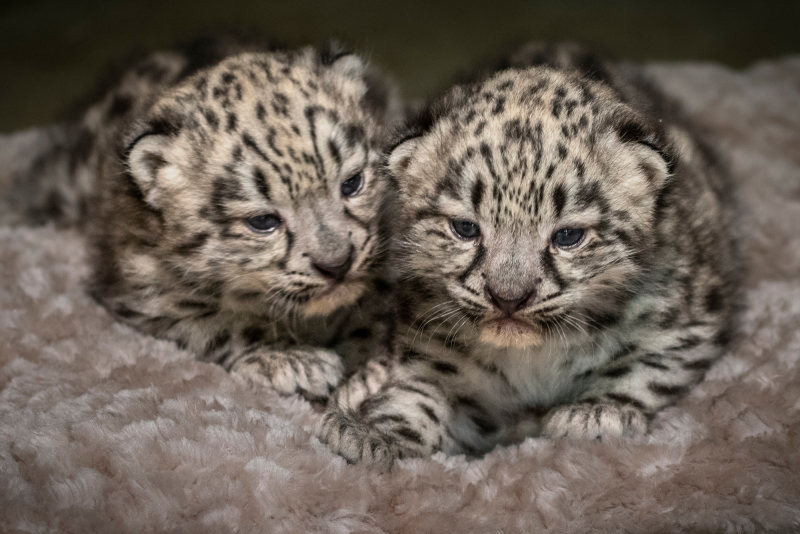 7_Snow Leopard Cubs by Jamie Pham 7_Snow Leopard Cubs by Jamie Pham