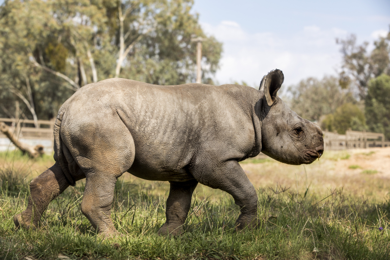 6 - Black Rhino calf 6 - Black Rhino calf