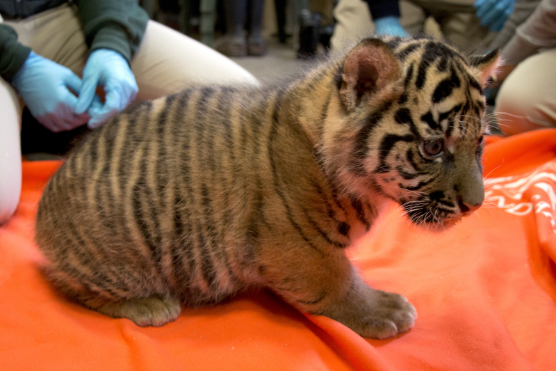 Tiger-cubs-4 Tiger-cubs-4