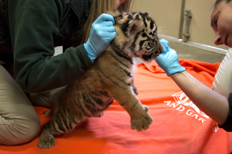 Tiger-cubs-4 Tiger-cubs-4