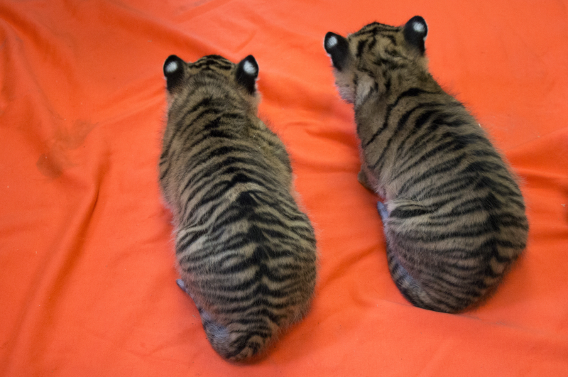 Tiger-cubs-4 Tiger-cubs-4