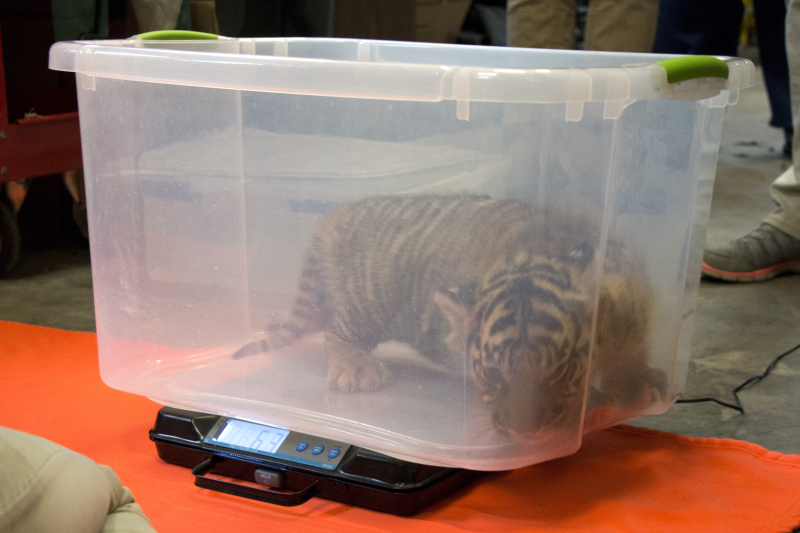 Tiger-cubs-4 Tiger-cubs-4