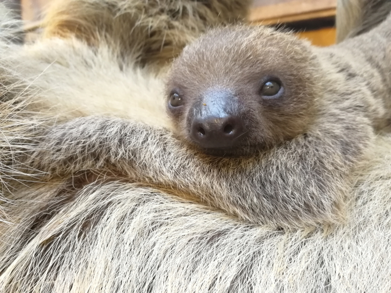 1_Marilyn and Lento - two-toed sloths (c) ZSL London Zoo (3)