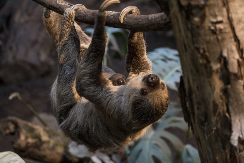 3_Marilyn and Lento - two-toed sloths (c) ZSL London Zoo (2)