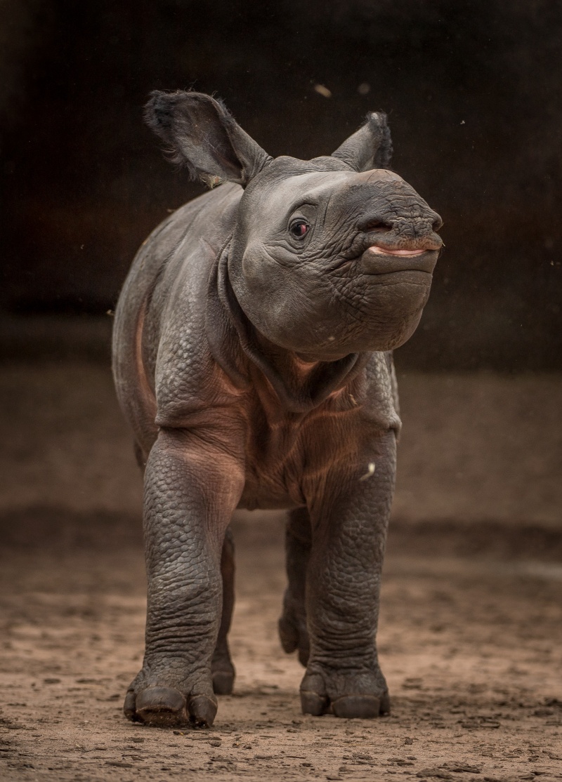 1_Rare greater one-horned rhino born at Chester Zoo (8) 1_Rare greater one-horned rhino born at Chester Zoo (8)