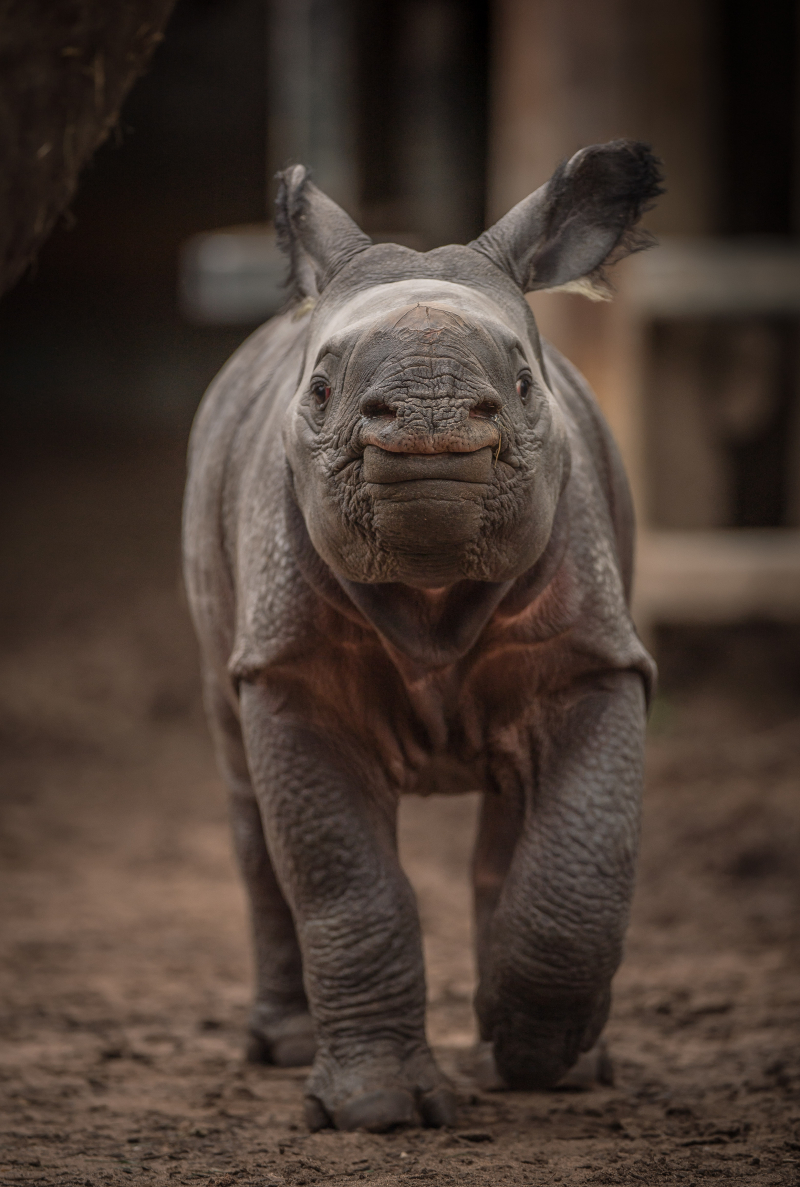 2_Rare greater one-horned rhino born at Chester Zoo (4) 2_Rare greater one-horned rhino born at Chester Zoo (4)