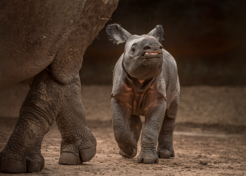 5_Rare greater one-horned rhino born at Chester Zoo (6) 5_Rare greater one-horned rhino born at Chester Zoo (6)