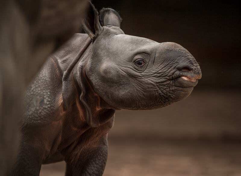 6_Rare greater one-horned rhino born at Chester Zoo (10) 6_Rare greater one-horned rhino born at Chester Zoo (10)
