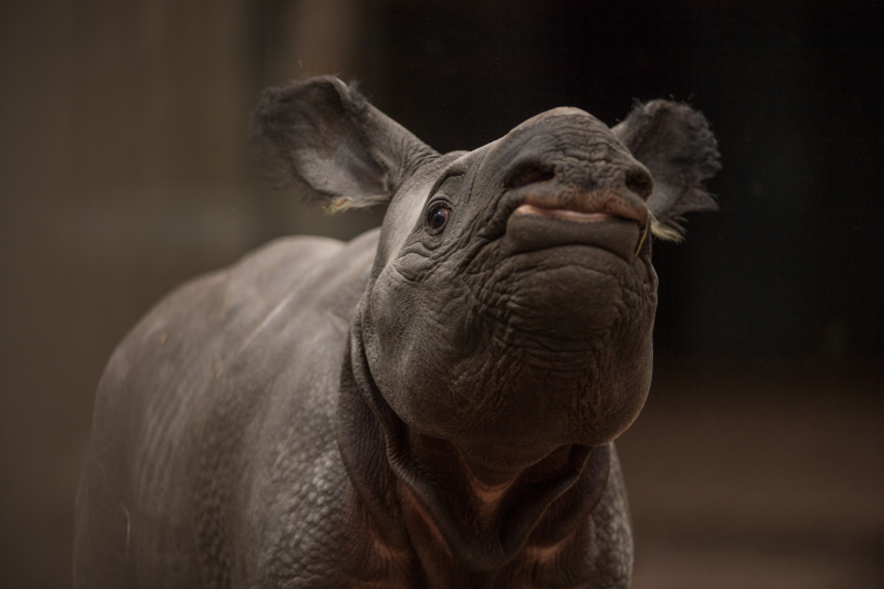 7_Rare greater one-horned rhino born at Chester Zoo (11) 7_Rare greater one-horned rhino born at Chester Zoo (11)