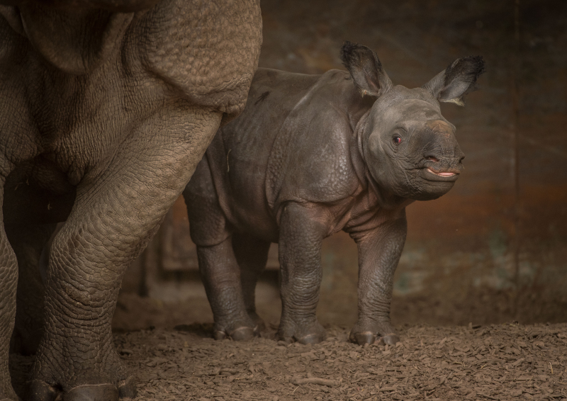 8_Rare greater one-horned rhino born at Chester Zoo (15) 8_Rare greater one-horned rhino born at Chester Zoo (15)