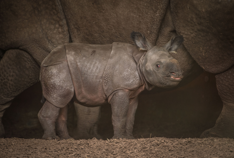 10_Rare greater one-horned rhino born at Chester Zoo (19) 10_Rare greater one-horned rhino born at Chester Zoo (19)