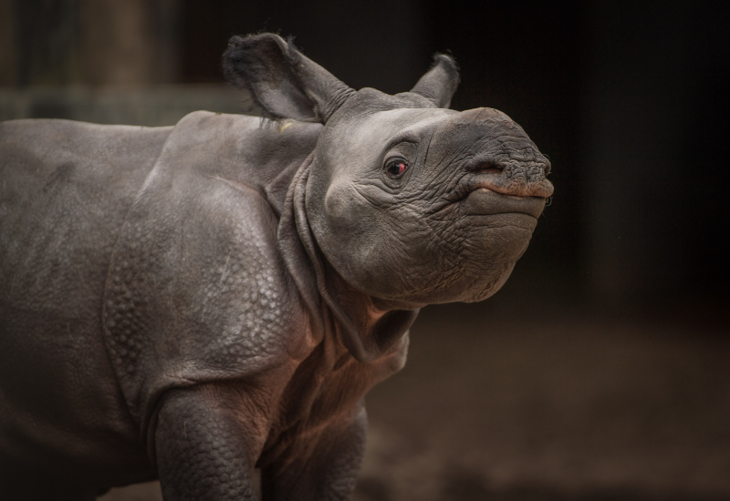 11_Rare greater one-horned rhino born at Chester Zoo (21) 11_Rare greater one-horned rhino born at Chester Zoo (21)