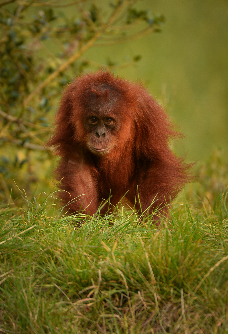 3_Mischievous Sumatran orangutan Tuti pesters her aunt in the most adorable way at Chester Zoo 3_Mischievous Sumatran orangutan Tuti pesters her aunt in the most adorable way at Chester Zoo