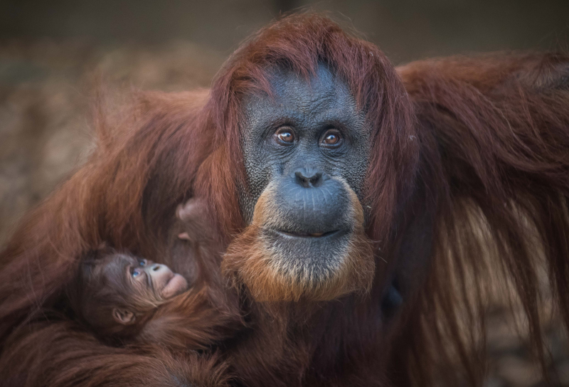 5_Sumatran orangutan mum Emma with her newest arrival Kesuma 5_Sumatran orangutan mum Emma with her newest arrival Kesuma