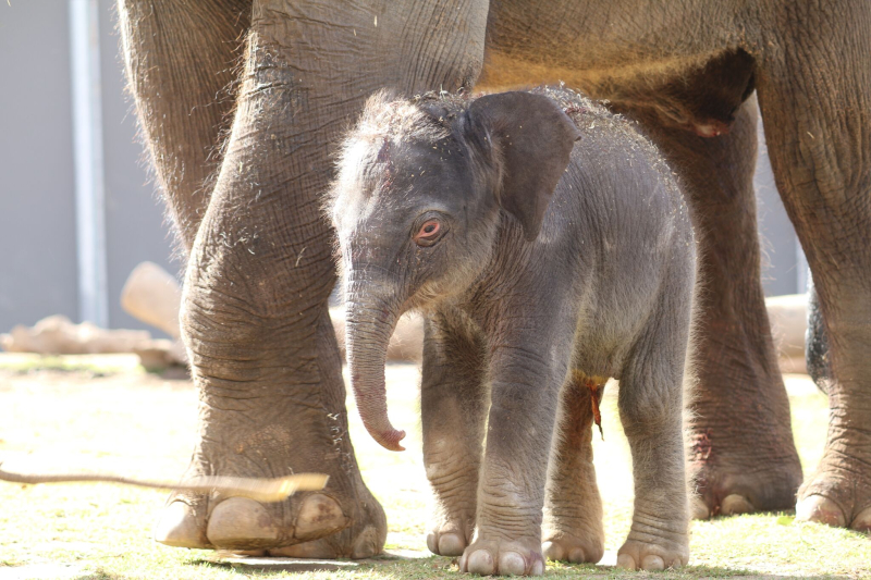 3_elephant calf dubbo 3 3_elephant calf dubbo 3