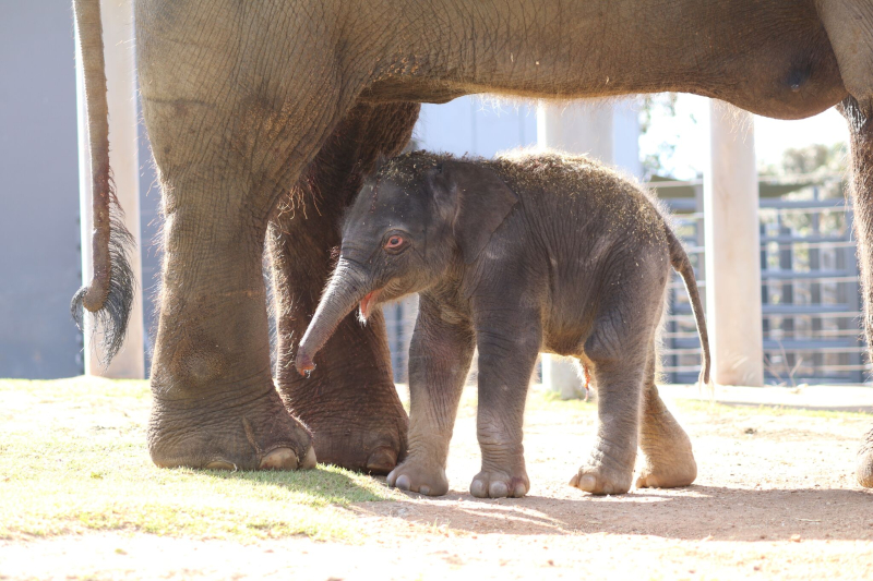 4_elephant calf dubbo 2 4_elephant calf dubbo 2