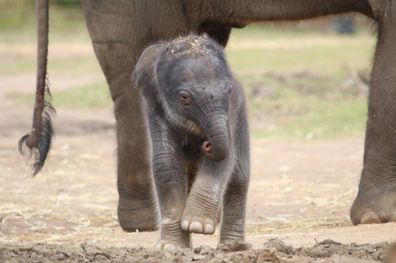 5_elephant calf dubbo 5 5_elephant calf dubbo 5