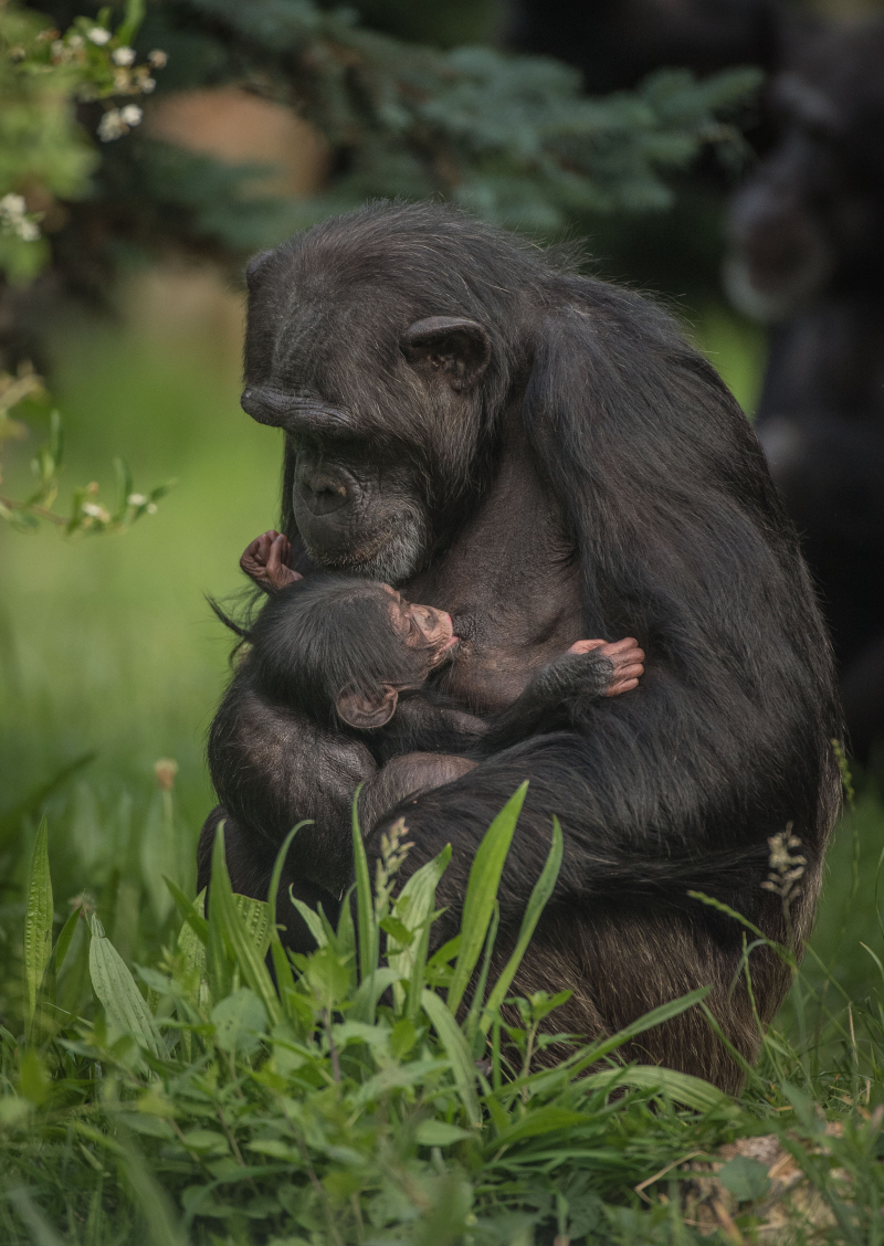 2_The first chimpanzee to be born in nearly a decade at Chester Zoo has arrived to doting mum ZeeZee (27) 2_The first chimpanzee to be born in nearly a decade at Chester Zoo has arrived to doting mum ZeeZee (27)
