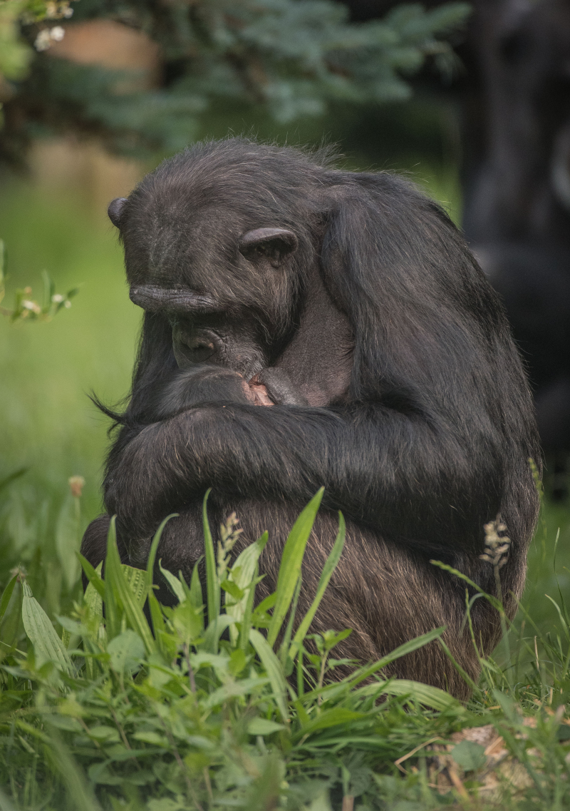 3_The first chimpanzee to be born in nearly a decade at Chester Zoo has arrived to doting mum ZeeZee (30) 3_The first chimpanzee to be born in nearly a decade at Chester Zoo has arrived to doting mum ZeeZee (30)
