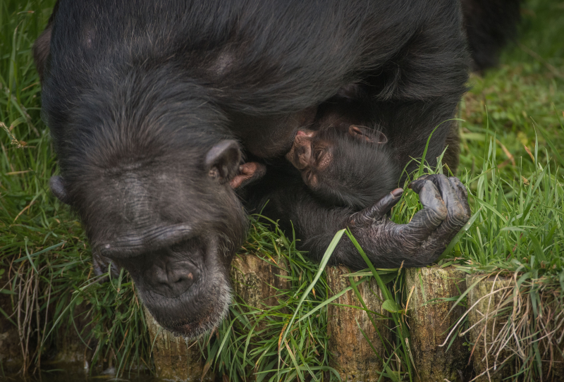 9_The first chimpanzee to be born in nearly a decade at Chester Zoo has arrived to doting mum ZeeZee (14) 9_The first chimpanzee to be born in nearly a decade at Chester Zoo has arrived to doting mum ZeeZee (14)