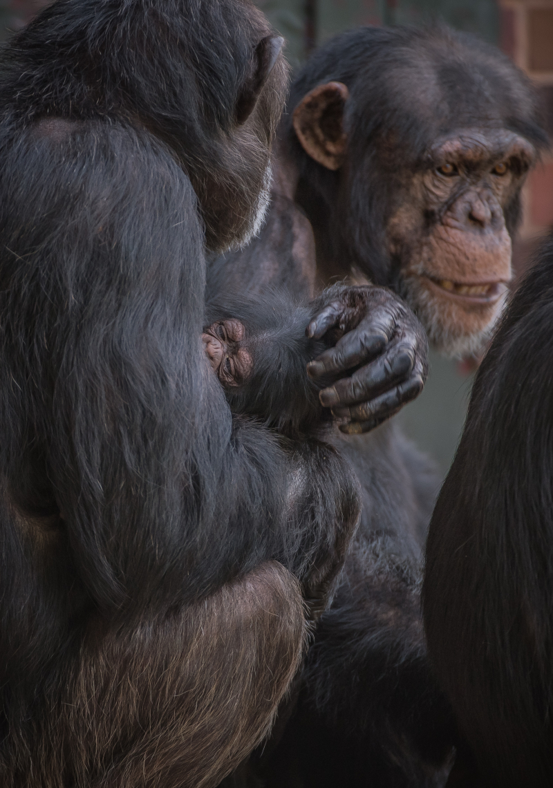11_The first chimpanzee to be born in nearly a decade at Chester Zoo has arrived to doting mum ZeeZee (66) 11_The first chimpanzee to be born in nearly a decade at Chester Zoo has arrived to doting mum ZeeZee (66)