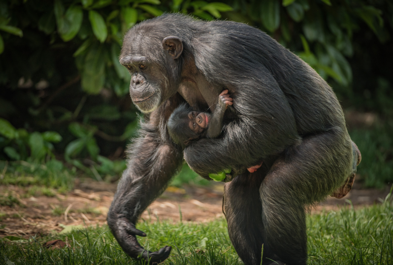 12_The first chimpanzee to be born in nearly a decade at Chester Zoo has arrived to doting mum ZeeZee (31) 12_The first chimpanzee to be born in nearly a decade at Chester Zoo has arrived to doting mum ZeeZee (31)