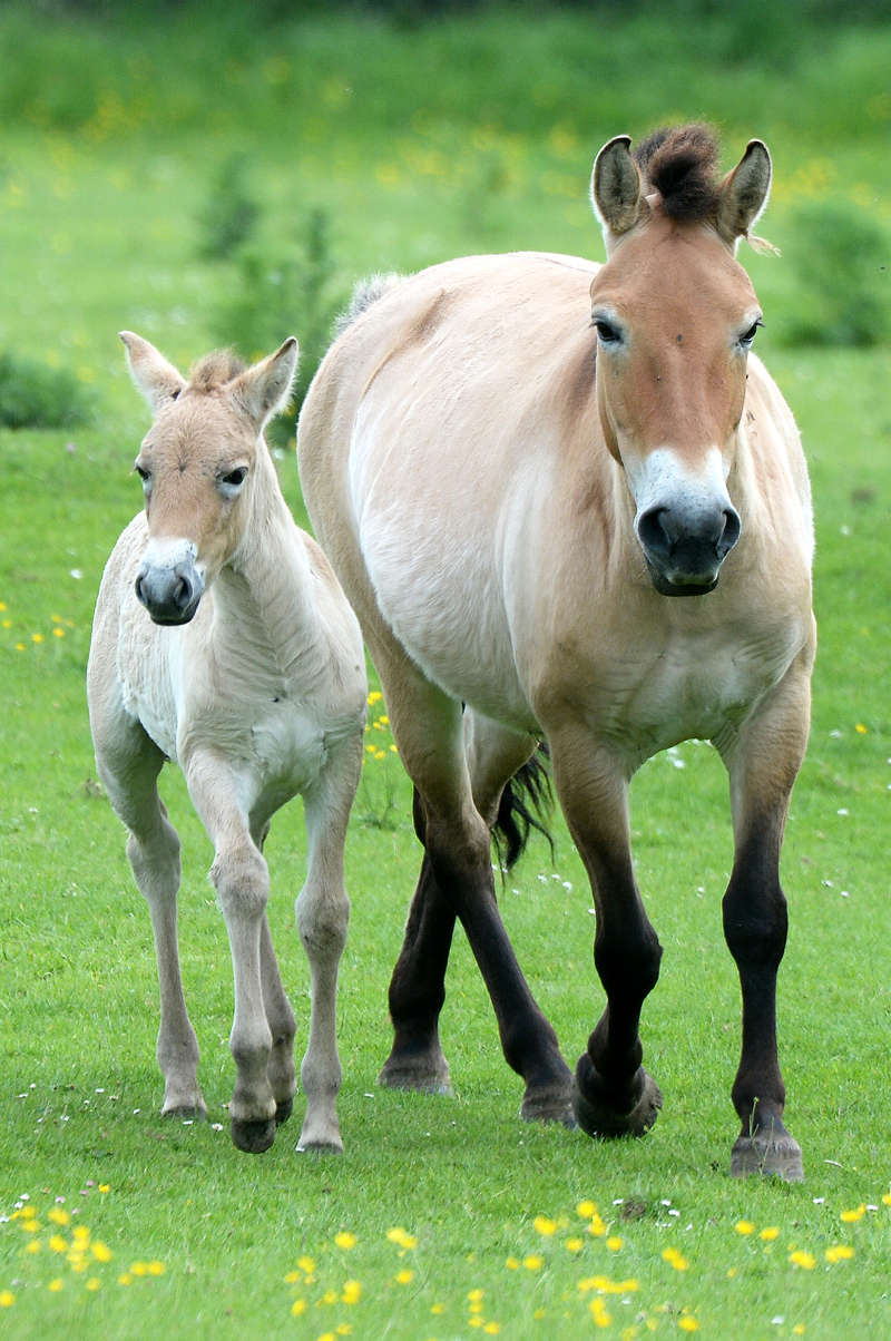 3_zsl foal 5