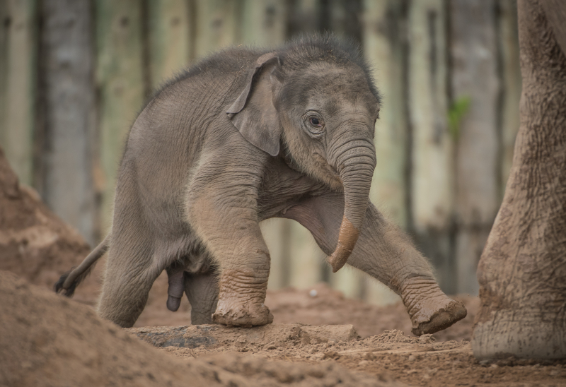 Baby elephant born at Chester Zoo three months after due date named Anjan (27) Baby elephant born at Chester Zoo three months after due date named Anjan (27)