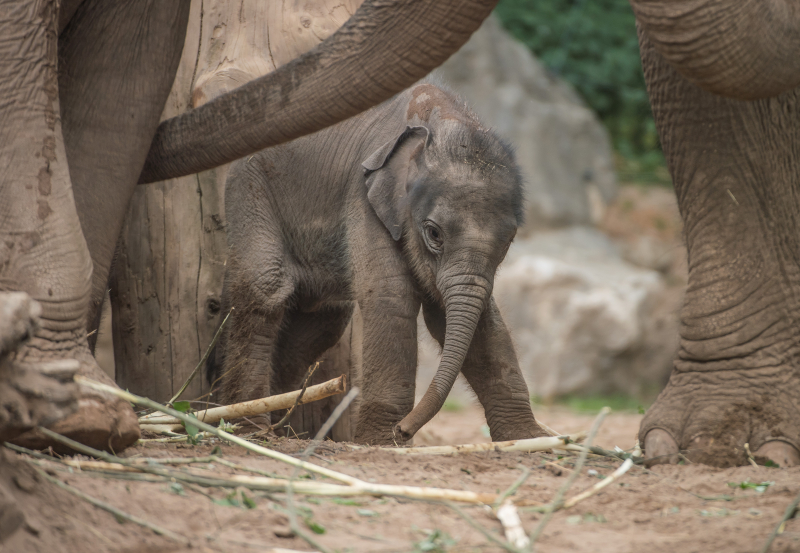 Baby elephant born at Chester Zoo three months after due date named Anjan (33) Baby elephant born at Chester Zoo three months after due date named Anjan (33)