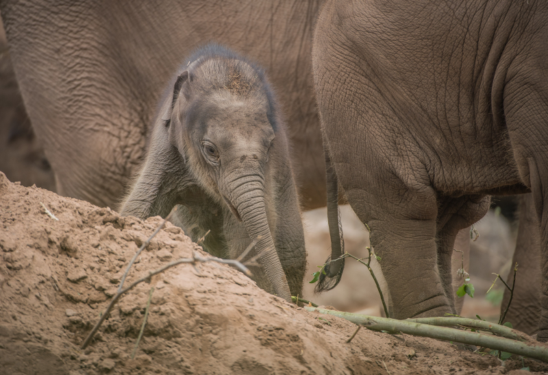 Baby elephant born at Chester Zoo three months after due date named Anjan (23) Baby elephant born at Chester Zoo three months after due date named Anjan (23)