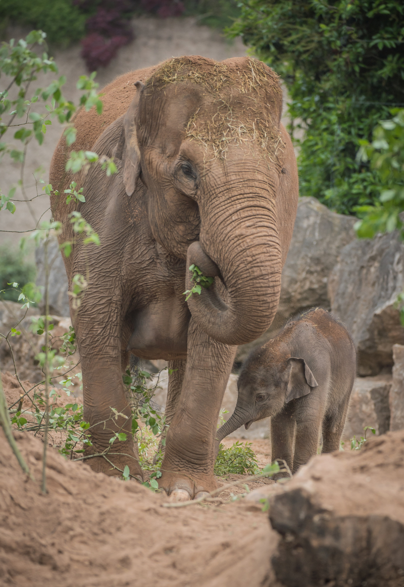 Baby elephant born at Chester Zoo three months after due date named Anjan (23) Baby elephant born at Chester Zoo three months after due date named Anjan (23)