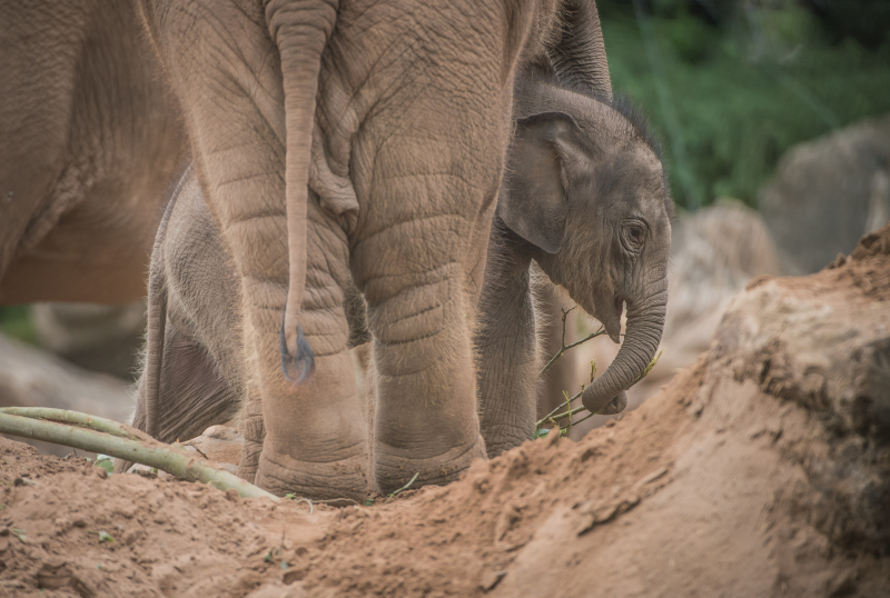 Baby elephant born at Chester Zoo three months after due date named Anjan (23) Baby elephant born at Chester Zoo three months after due date named Anjan (23)