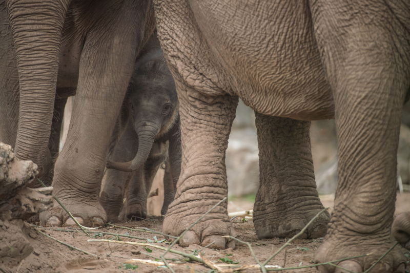 Baby elephant born at Chester Zoo three months after due date named Anjan (41) Baby elephant born at Chester Zoo three months after due date named Anjan (41)