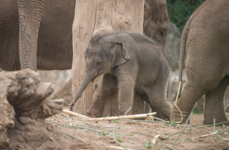 Baby elephant born at Chester Zoo three months after due date named Anjan (41) Baby elephant born at Chester Zoo three months after due date named Anjan (41)