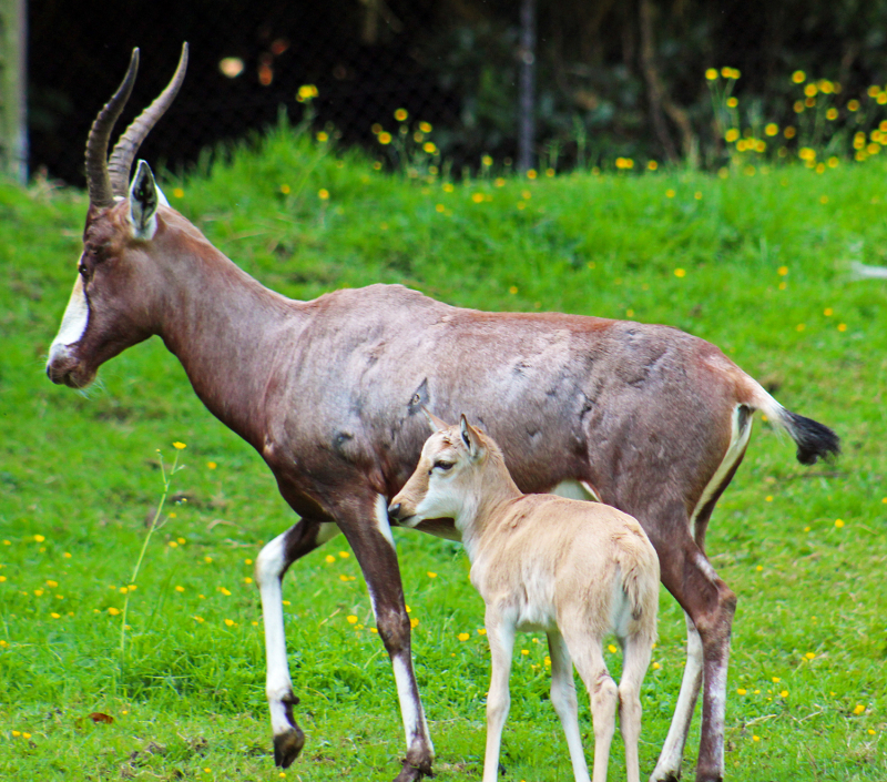 (3) Most antelopes would hide the young in the undergrowth to avoid predators but blesbok calves are able to walk and follow their mothers within an hour of being born. (3) Most antelopes would hide the young in the undergrowth to avoid predators but blesbok calves are able to walk and follow their mothers within an hour of being born.