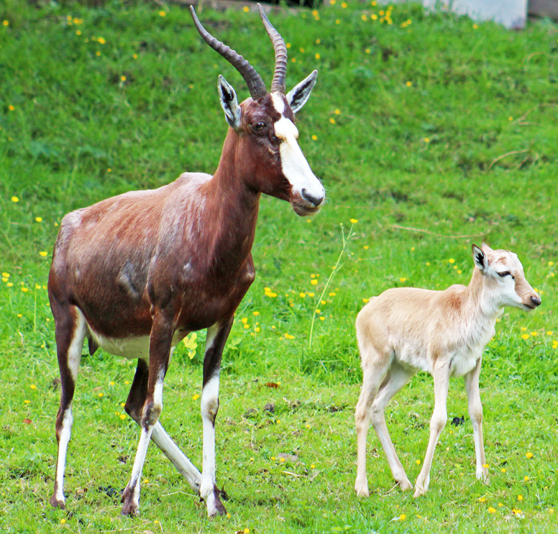 (3) Most antelopes would hide the young in the undergrowth to avoid predators but blesbok calves are able to walk and follow their mothers within an hour of being born. (3) Most antelopes would hide the young in the undergrowth to avoid predators but blesbok calves are able to walk and follow their mothers within an hour of being born.