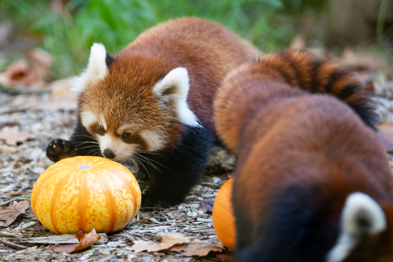 1_2018_10_19 red panda cubs-8 1_2018_10_19 red panda cubs-8