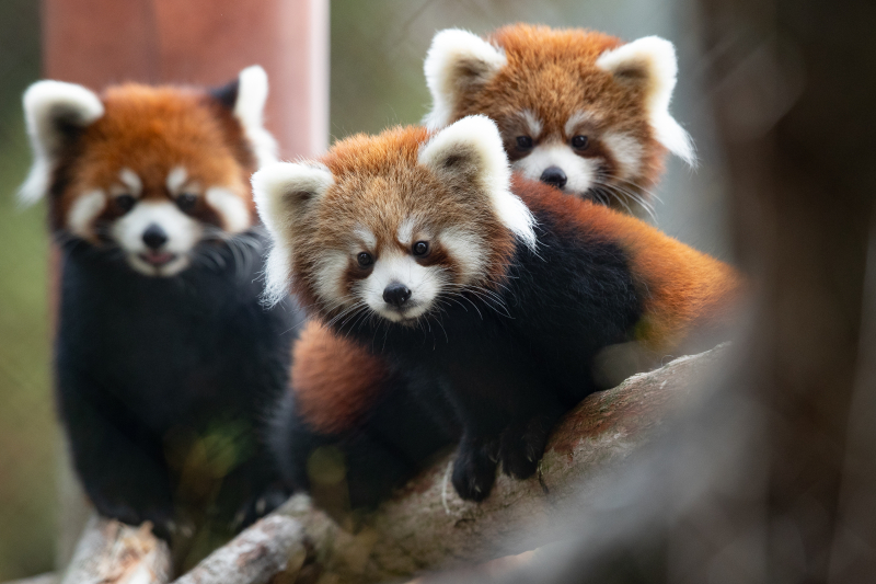4_2018_10_19 red panda cubs-1