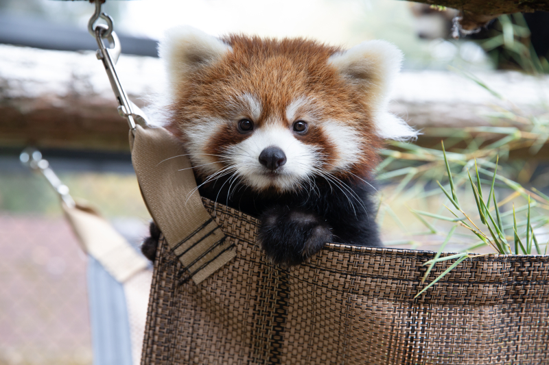 5_2018_10_19 red panda cubs-4 5_2018_10_19 red panda cubs-4