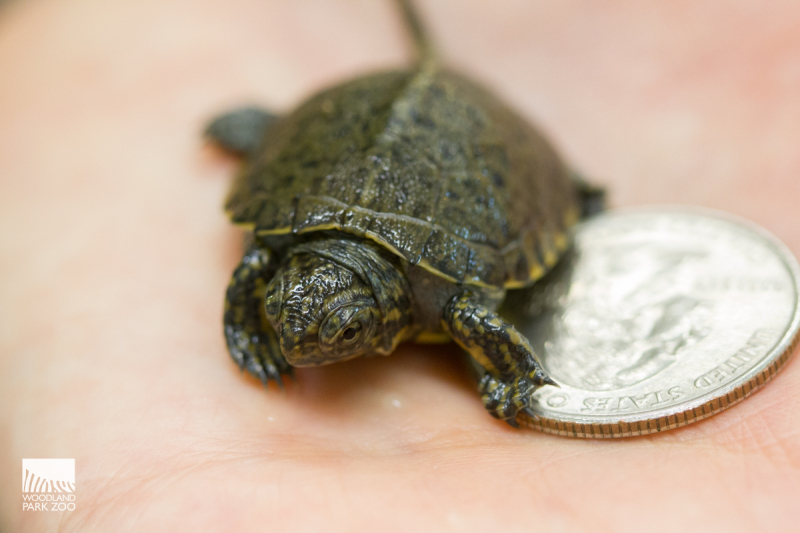 1_WPZ-JLoughlin-TurtleHatchlings2019-95 1_WPZ-JLoughlin-TurtleHatchlings2019-95
