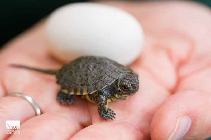 2_WPZ-JLoughlin-TurtleHatchlings2019-129 2_WPZ-JLoughlin-TurtleHatchlings2019-129