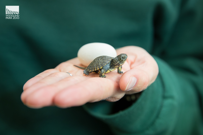 3_WPZ-JLoughlin-TurtleHatchlings2019-37 3_WPZ-JLoughlin-TurtleHatchlings2019-37
