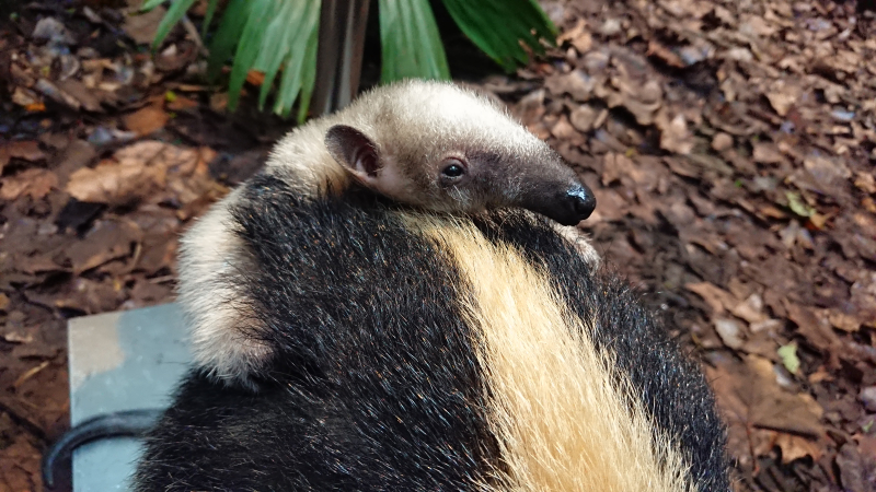 Smile (c) ZSL London Zoo. 06.11.18 Smile (c) ZSL London Zoo. 06.11.18