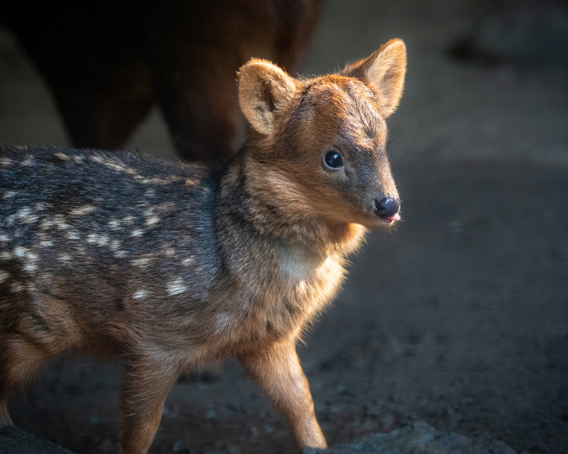 Pudu Baby Male Haechan JEP_9082 Pudu Baby Male Haechan JEP_9082