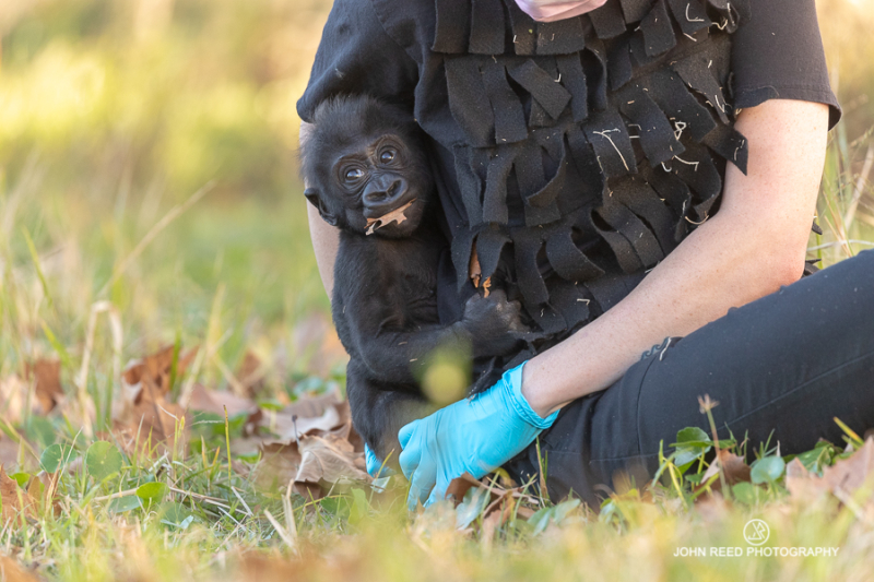 Being gorillas Being gorillas