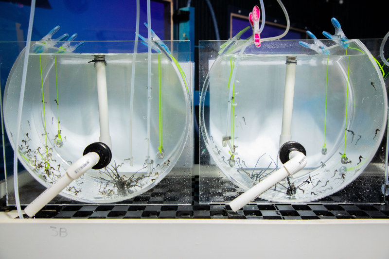 Pregnant White's Seahorse juvenile