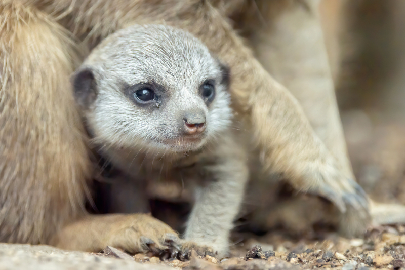 Erdmännchen_25082021_tgs_zupanc_01