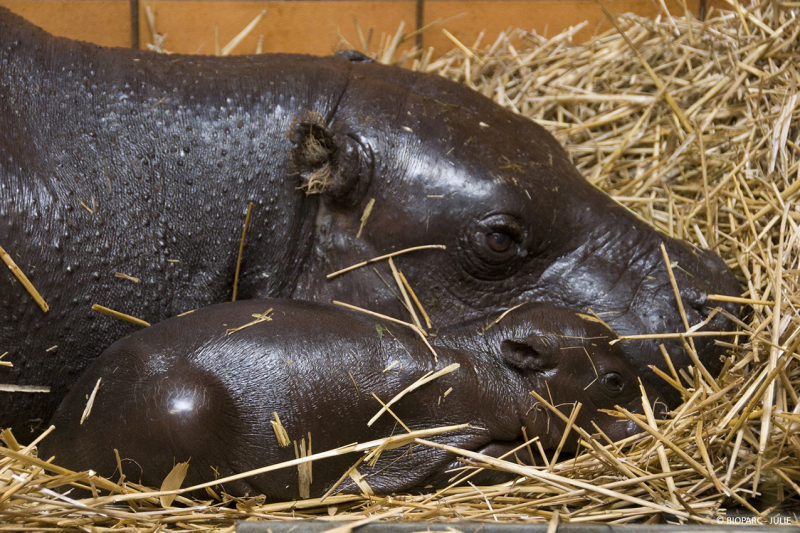 BIOPARC_Hippo_Quilla (1)