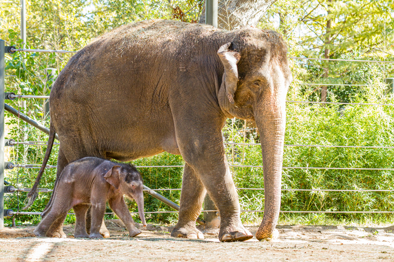 Elephant-4